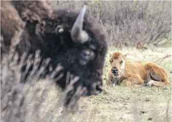  ??  ?? A bison calf rests while its mother watches in Banff National Park.