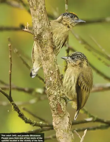  ??  ?? This adult (left) and juvenile Olivaceous Piculet were from one of two nests of the species located in the vicinity of the farm.