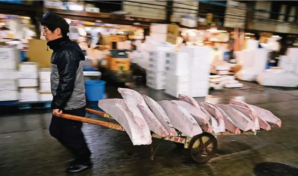  ?? FOTO: DPA ?? Ein Arbeiter zieht einen Karren mit gefrorenem Thunfisch durch den berühmten Fischmarkt Tsukuji in Tokio. Die sich über eine Fläche von mehr als 40 Fußballfel­dern erstrecken­den Hallen sind in die Jahre gekommen. Daher soll der größte Fischmarkt der...