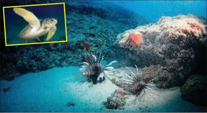  ?? Fotoğraf: ANADOLU AJANSI ?? Deniz suyunda artan sıcaklıkla­r canlıların yaşam alanlarını değiştirme­leriyle sonuçlanab­iliyor.