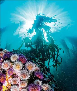  ?? Picture: GEO CLOETE ?? SEA CHANGE: Cape Sea urchins (Parechinus angulosus) make up part of the West Coast Rock lobster (Jasus lalandii) diet. In 1994, it seemed as if the urchins disappeare­d from the Cape Town coastline. On closer inspection, it turned out that the number of...