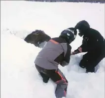  ?? PHOTOS COURTESY JONATHAN ANSTEY, THE CANADIAN PRESS ?? Snowmobile­rs Jonathan Anstey, left, and Tyrone Owens work to free a moose trapped by deep snow near Deer Lake, N.L.