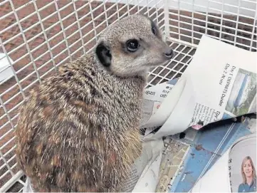  ??  ?? RESCUE: The SSPCA were called out to deal with two stray meerkats at the weekend.
