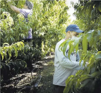  ?? Ferran Nadeu ?? Trabajador­es del campo recogen fruta durante la campaña de verano.