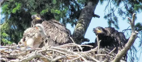  ?? LYNDA ROBSON ?? A red-tailed hawk chick, foreground, is being raised by bald eagles with their own chicks. The hawk chick is doing well, experts say.