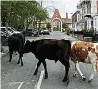  ??  ?? LOST Cattle head into town