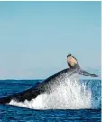 ?? Foto: dpa ?? Ein Wal hat sie vor einem Tigerhai geret tet – davon ist eine Forscherin über zeugt.
