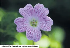  ??  ?? > Beautiful Geranium, by Bernhard Haas