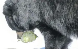  ?? JOHN MAHONEY ?? Black bear Genie grabs some lettuce after she and partner Juno woke from their winter hibernatio­n at the Ecomuseum on March 23.