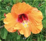  ??  ?? Marvel at vibrant hibiscus flowers that grow in the nearby San Diego Botanic Garden