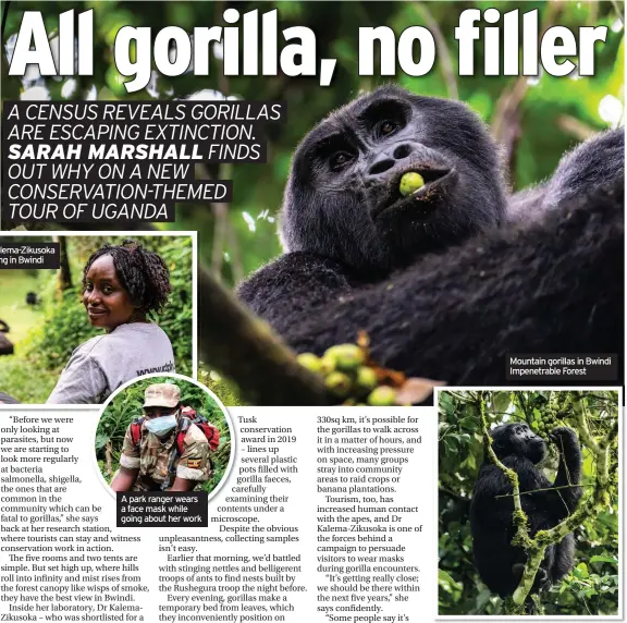  ??  ?? Dr Gladys Kalema-Zikusoka gorilla trekking in Bwindi
A park ranger wears a face mask while going about her work
Mountain gorillas in Bwindi Impenetrab­le Forest