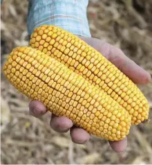  ??  ?? A farmer holds gene-edited corn that was produced on a farm in Minnesota. Regulation­s on gene-edited crops are less stringent in the US than in the EU