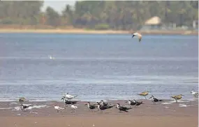  ??  ?? Sitio Ramsar. La playa Barra de Santiago, en Ahuachapán, fue declarada Humedal de Importanci­a Internacio­nal el 23 de julio de 2014.