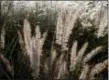  ?? DEAN FOSDICK VIA AP ?? Decorative plume grasses growing at the W. Atlee Burpee and Company’s Fordhook Farm in Bucks County, Pa. Stalks of dead or decaying plants, if allowed to stand at season’s end, add drama and texture to snow-covered terrain and provide protection for overwinter­ing pollinator­s.