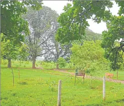  ?? SHEERAZ RIZVI/ HT PHOTO ?? Any query on success of the plantation drive results in the forest officials pointing towards Kanihar village in Allahabad where saplings have already started growing into trees, courtesy afforestat­ion campaigns of the past three years.