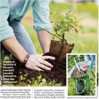  ??  ?? Make sure you’re well prepared when moving shrubs, plants and trees in your garden