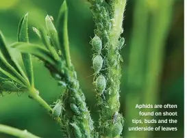  ??  ?? Aphids are often found on shoot tips, buds and the underside of leaves