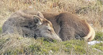  ??  ?? The absence of wolves causes deer to forget how to behave like deer.