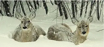  ??  ?? These two deer don’t seem overly impressed with the recent snowfall on Darlings Island NB. (Bonnie Massey)