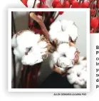  ?? ALLEX QOMARULLA/JAWA POS ?? BOLD: Foto atas, Pussy willow merah cocok untuk buket Imlek. Cotton flower yang bak kapas ini sesuai untuk buket dengan warna-warna pastel.