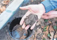  ?? FOTO: DANIEL BOCKWOLDT/DPA ?? Laut Bund Naturschut­z (BN) wurden in den vergangene­n Jahren bei der Auswertung der Amphibienw­anderungen immer weniger Erdkröten und Grasfrösch­e gefunden.