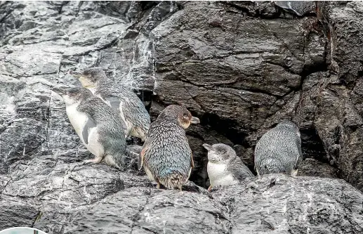  ?? CARYS MONTEATH/STUFF ?? About 1200 pairs of little penguins are now at Po¯hatu Bay on Banks Peninsula.