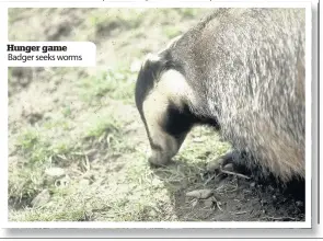  ??  ?? Hunger game Badger seeks worms