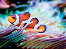  ?? ?? Clown fish (Pic courtesy Pixa Bay)