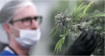  ??  ?? C’est le gouverneme­nt fédéral qui a décidé de rendre le cannabis légal à partir du 1er juillet 2018. Ottawa laisse cependant le soin aux provinces d’encadrer et de réglemente­r la vente du cannabis. - Archives