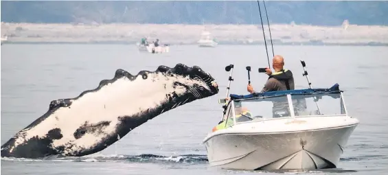  ?? JOS KRYNEN / EAGLE EYE ADVENTURES ?? A humpback whale surfaces near Campbell River while a fisherman attempts to get a photo of the encounter.