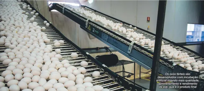  ?? Ricardo Chicarelli ?? Os ovos férteis são desenvolvi­dos com incubação artificial visando mais qualidade, aproveitam­ento e rendimento da ave, que é o produto final