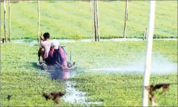  ?? HONG MENEA ?? Farmers sprays insecticid­es on water convolvulu­s in Phnom Penh’s Meanchey district.