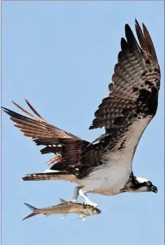  ??  ?? The Osprey is an eagle-like bird that preys on fish.