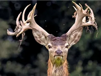  ??  ?? A stag sheds velvet from its antlers in autumn, once they are fully formed. The bone then dies, to become what is known as a mature antler.