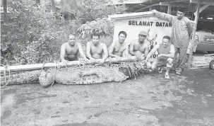  ??  ?? BESAR: Buaya yang berjaya ditangkap oleh penduduk Kampung Kaba Saratok, pagi semalam.