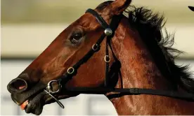  ?? Photograph: Albert Perez/AAP ?? The racing industry has supported a national horse traceabili­ty register after criticisms about the welfare of retired racehorses.