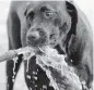  ?? GRANT JEFFERIES TNS file ?? To help protect your dog from overheatin­g, provide access to plenty of cool, fresh water 24 hours a day.