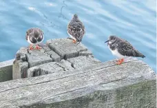  ?? ?? Tony Freeman captures turnstones at the harbour.