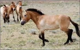  ?? (File Photo/AP/Petr David Josek) ?? Four Przewalski’s horses are seen June 16, 2011, after being released at the Khomiin Tal reservatio­n in Western Mongolia.