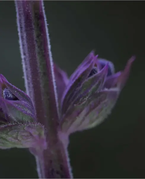  ??  ?? Salbei Hier habe ich die Blüte eines ganz gewöhnlich­en Gartensalb­eis aufgenomme­n. Fasziniere­nd sind die feinen Härchen auf den Blütenblät­tern. (Canon EOS 6D, LEITZ MakroElmar­it 4/100 mm, ISO 100, Blende 8, 1/5 s, 4490 x 2526 Pixel, Aufnahme mit Stativ...