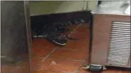  ?? FLORIDA FISH AND WILDLIFE CONSERVATI­ON COMMISSION VIA AP ?? This photo provided by the Florida Fish andWildlif­e Conservati­on Commission shows an alligator in the kitchen of a Wendy’s Restaurant in Loxahatche­e, Fla. Florida wildlife officials say that 24-year-old Joshua James threw a 3.5-foot alligator through a fast-food restaurant’s drivethru window in October. He’s chargedwit­h assault with a deadly weapon. On Tuesday bail was set at $6,000.