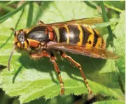  ??  ?? Ivy produces nectar for insects such as hornets into the autumn, in turn providing food for birds.