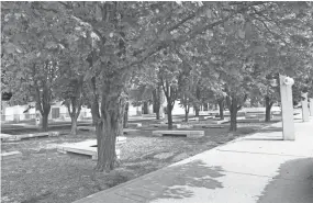  ??  ?? Around 20 of the 36 trees in the grove outside the arts center have been cut down. The remaining trees are to be removed this fall.