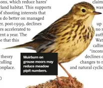  ??  ?? Muirburn on grouse moors may reduce meadow pipit numbers.