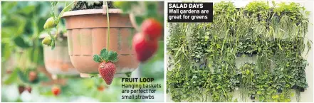  ??  ?? FRUIT LOOP Hanging baskets are perfect for small strawbs