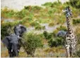  ?? Foto: Stephen Morrison, dpa ?? Elefanten und Giraffen im Masai Mara Nationalpa­rk.