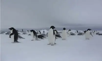  ?? Photograph: Laurence Topham/Laurence Topham for the Guardian ?? Penguins brave the cold winds at Commonweal­th Bay. Australia has abandoned plans for a 2.7km concrete runway on Antarctica.