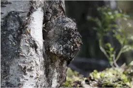 ?? Foto: Niklas talqvist ?? Sprängtick­or växer naturligt i olika slags träd i skogar. För att producera tickor med bioaktiva ämnen som har de bästa hälsoeffek­terna ska tickorna växa på just björkar.