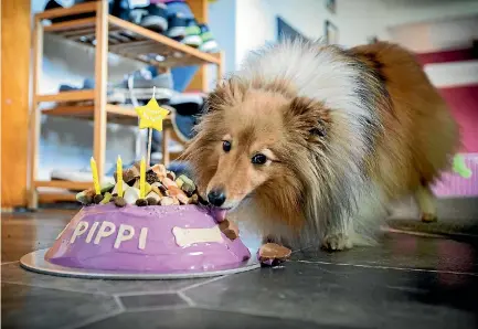 ?? PHOTO: GRANT MATTHEW/STUFF ?? Pippi samples her birthday cake made by Jessica Paterson and Lisa Robinson from the Dog Box in Hawera.