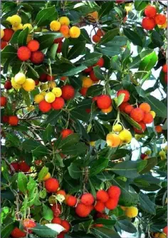  ??  ?? The Arbutus tree has strawberry-red, insipid-tasting fruits.